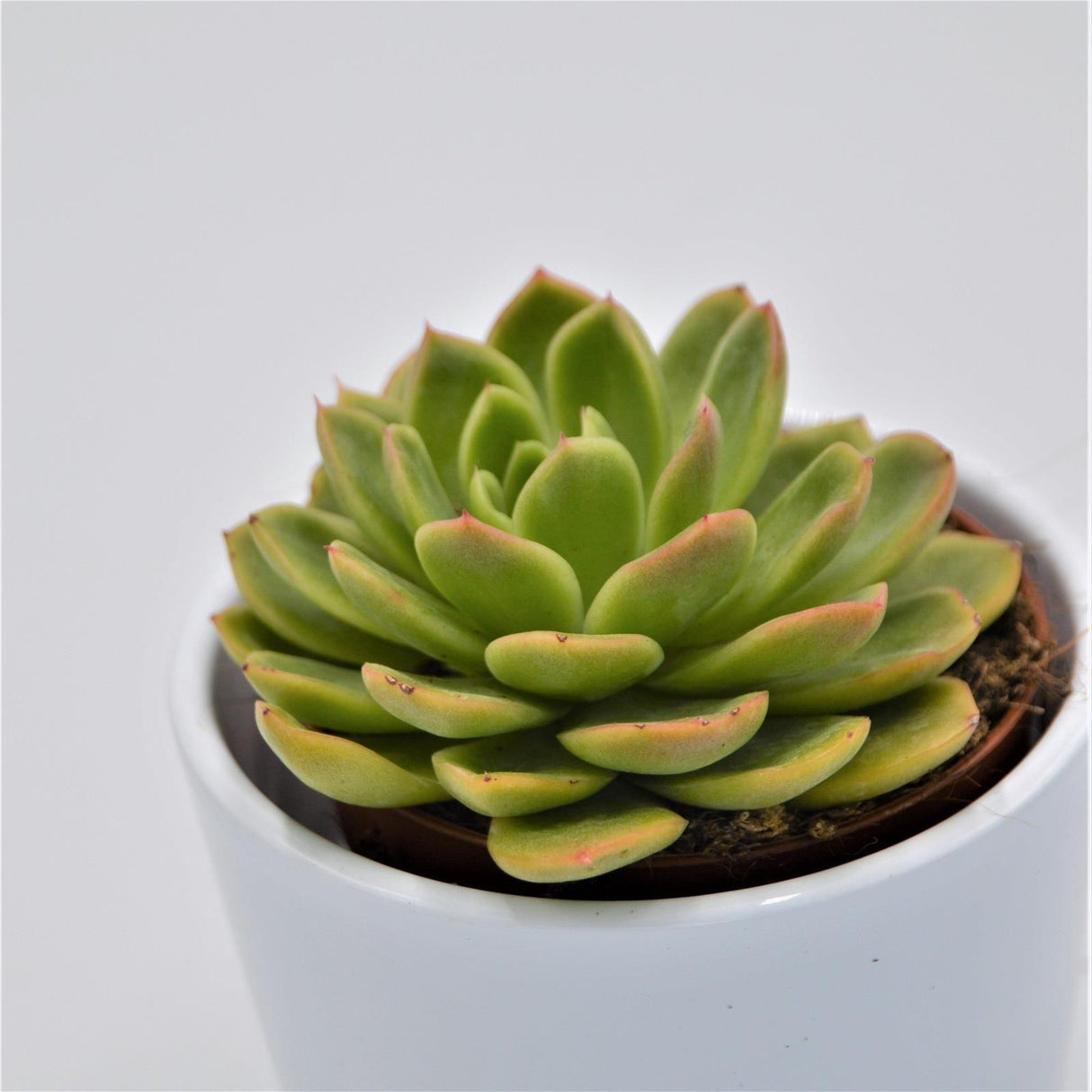 Echeveria Gilva - 8,5cm