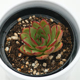 Echeveria Giselle - 9cm