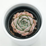 Echeveria Grace Surprise - 6cm