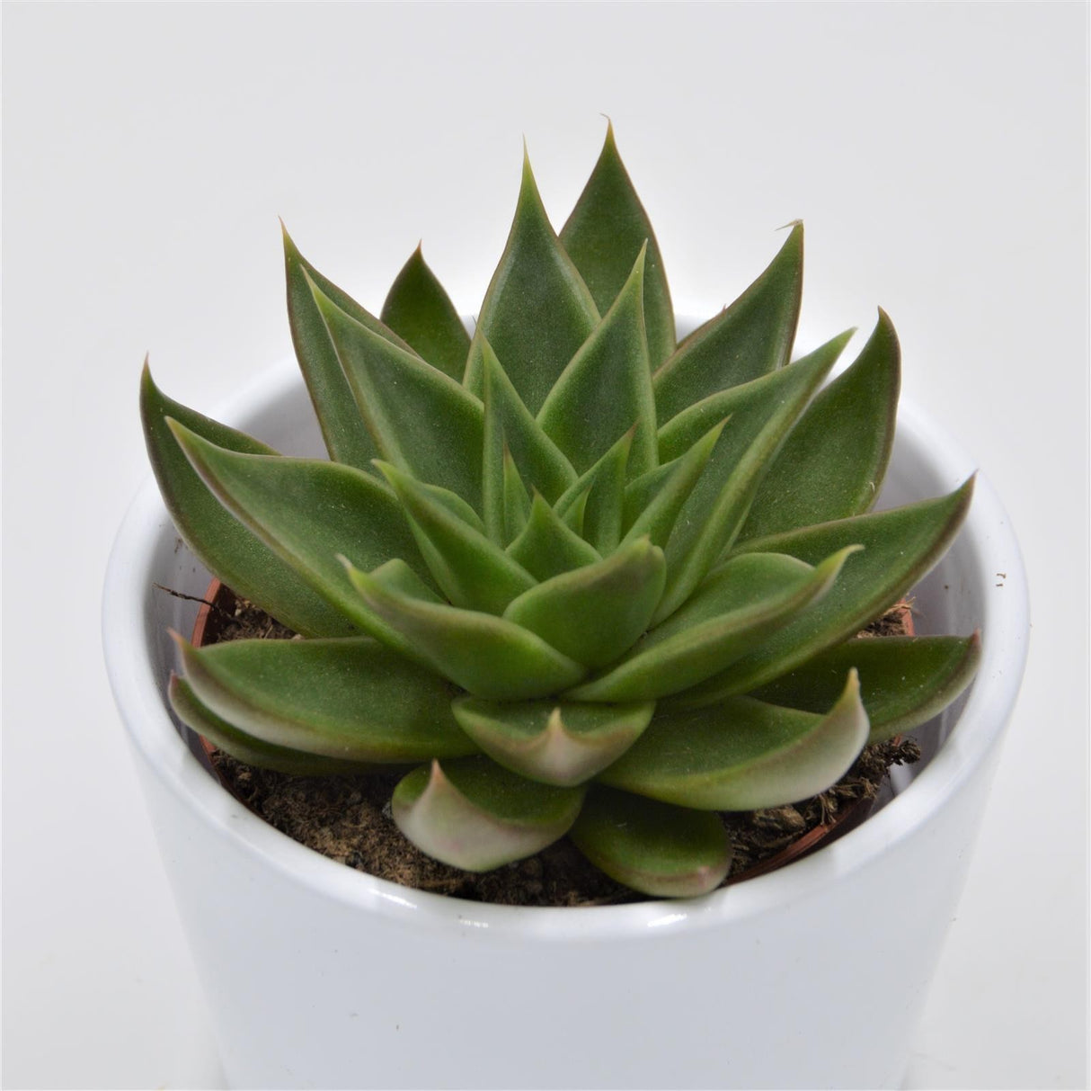 Echeveria Green Ebony - 8.5cm
