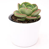 Echeveria Green Spoon - 10,5cm