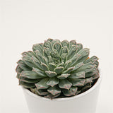 Echeveria Hearts Choice (Gilo x Raindrops) - 10,5cm