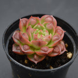 Echeveria Hong Deng f. Bumps