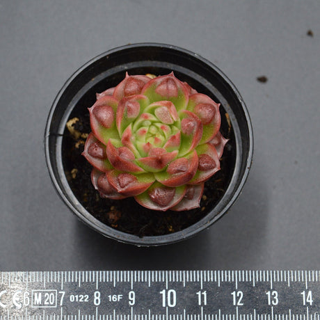 Echeveria Hong Deng f. Bumps