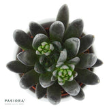 Enchanté Echeveria, 5 Stück