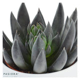 Echeveria affinis - 6cm