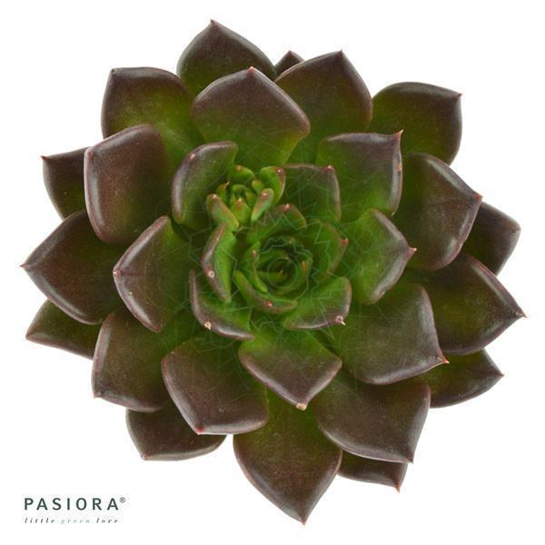 Echeveria Black Prince - 6cm