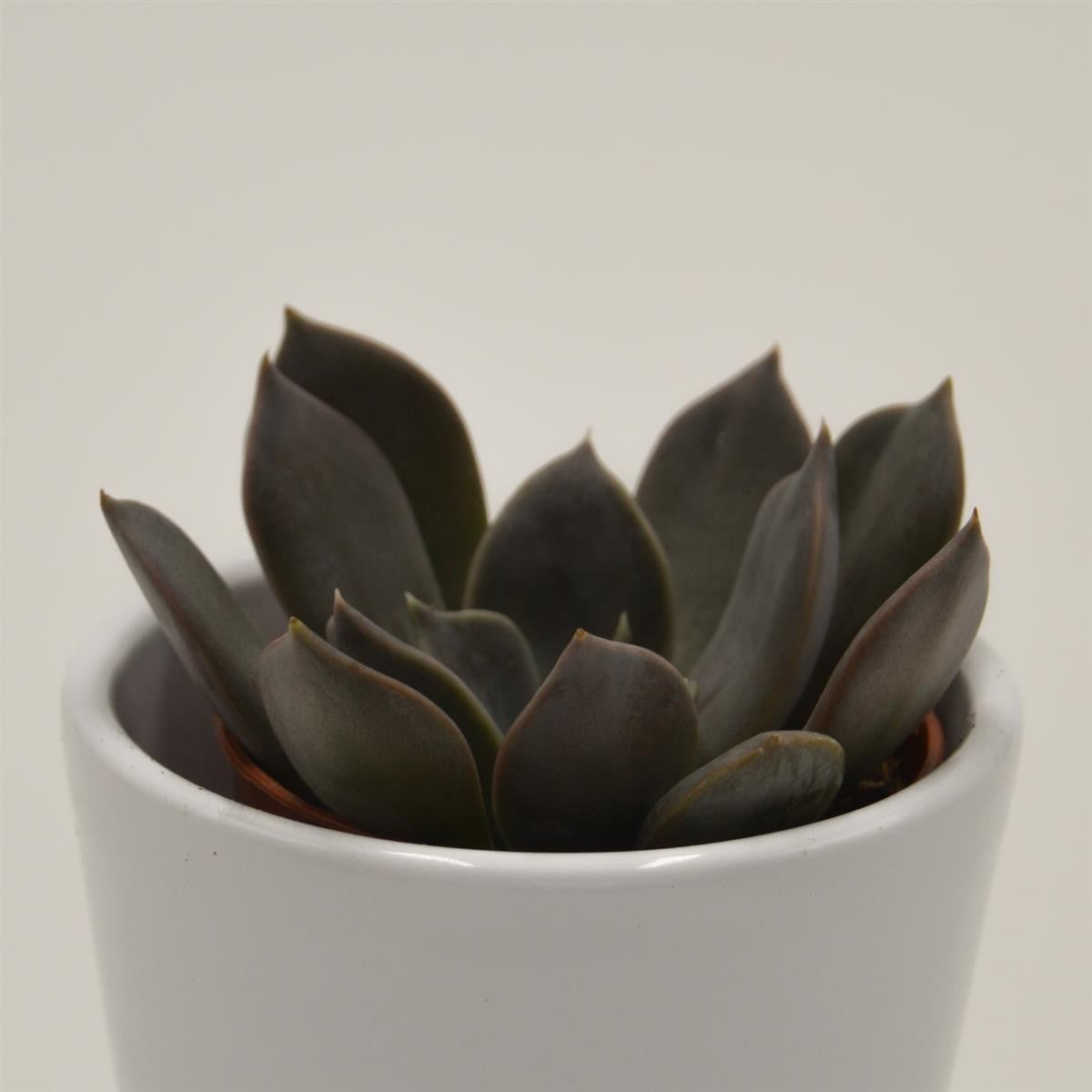 Echeveria Joost - 5,5cm