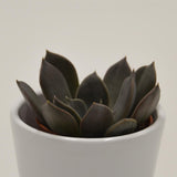 Echeveria Joost - 5,5cm