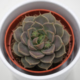 Echeveria Marsic - 8,5cm