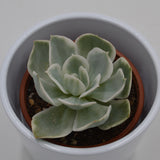Echeveria Lemon Lime f. variegata - 8,5cm