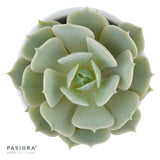 Enchanté Echeveria, 3 Stück