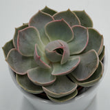 Echeveria Lotus - 8,5cm