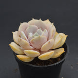 Echeveria Lucila