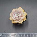 Echeveria Lucila