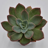 Echeveria Luella - 8,5cm