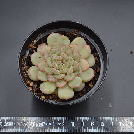 Echeveria Macadamia