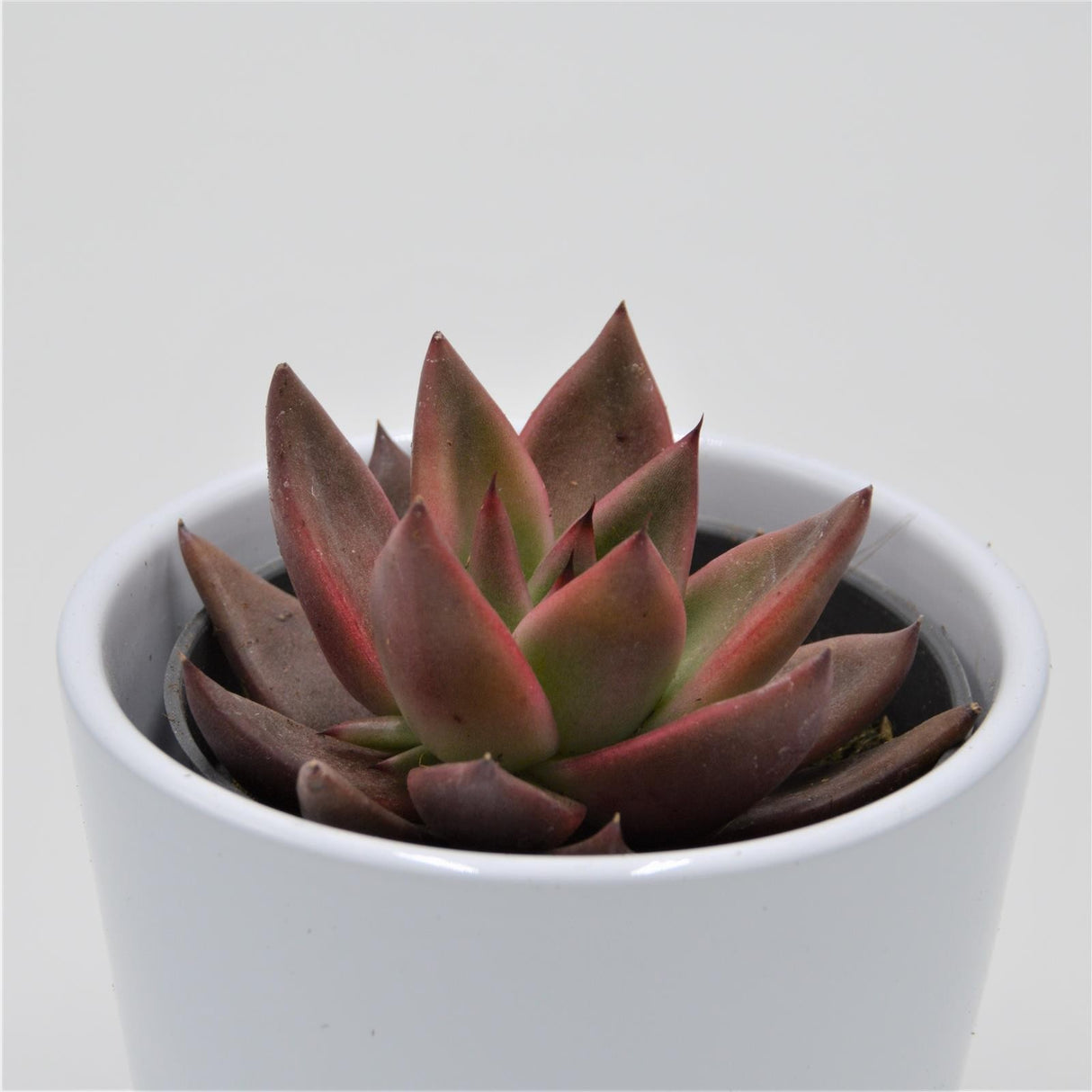 Echeveria agavoides Mars - 8,5cm
