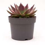 Echeveria agavoides Mars - 17cm