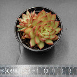 Echeveria Meteor Shower