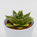 Echeveria Mexicana - 8,5cm