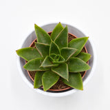 Echeveria Mexicana - 8,5cm