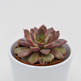 Echeveria Mina - 8,5cm