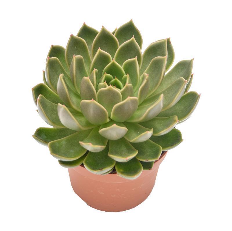 Echeveria Mira - 10,5cm