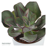 Echeveria nodulosa - 6cm