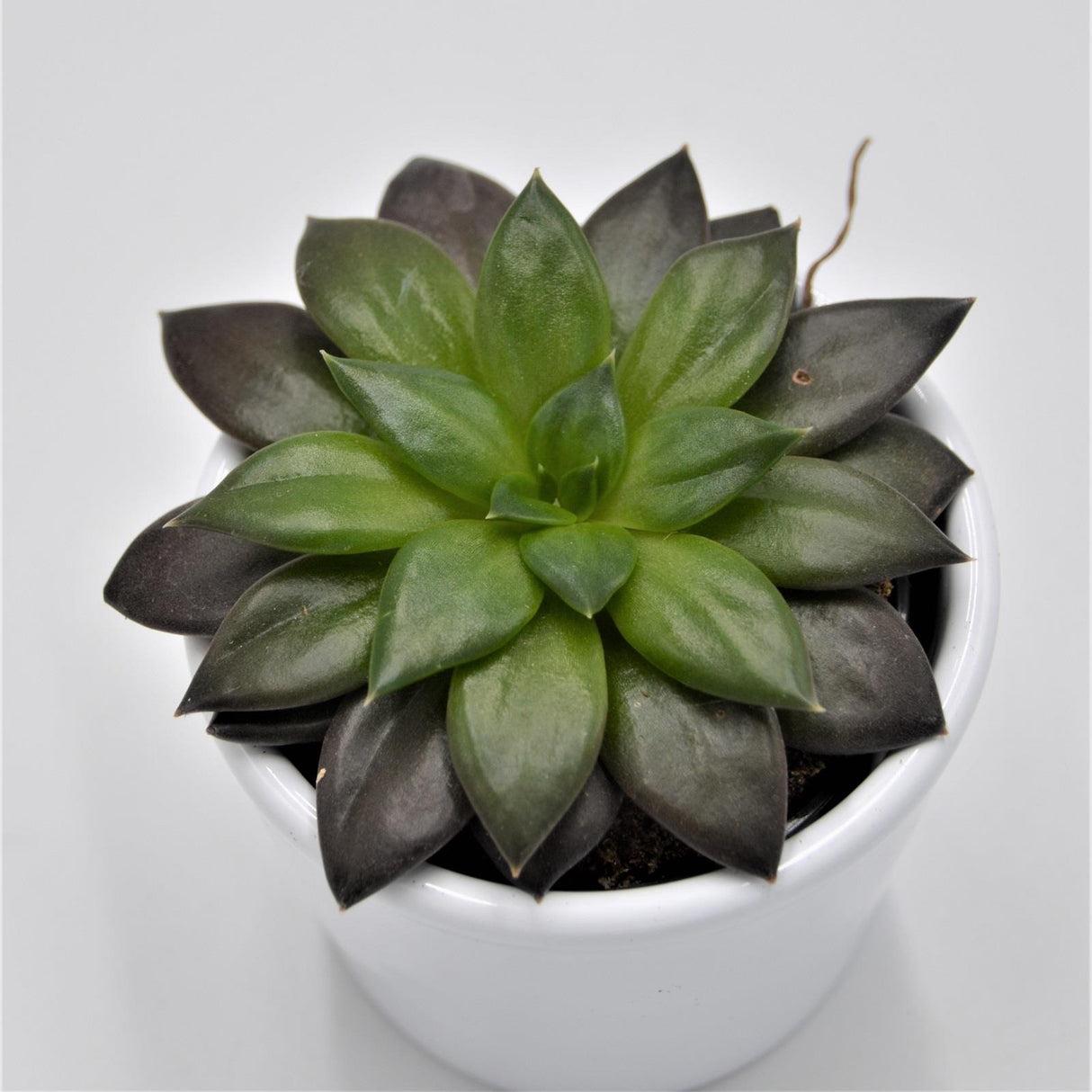 Echeveria Noir - 6cm