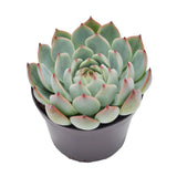 Echeveria parva Beatrice - 10,5cm