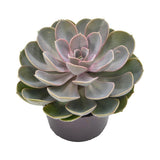 Echeveria Perle von Nürnberg - 12cm