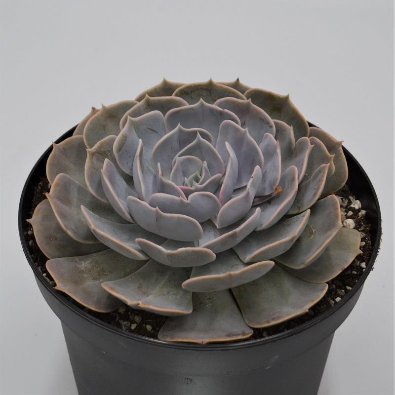Echeveria Pollux - 18cm