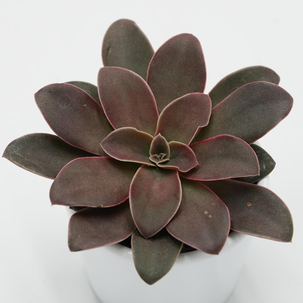 Echeveria racemosa - 6cm