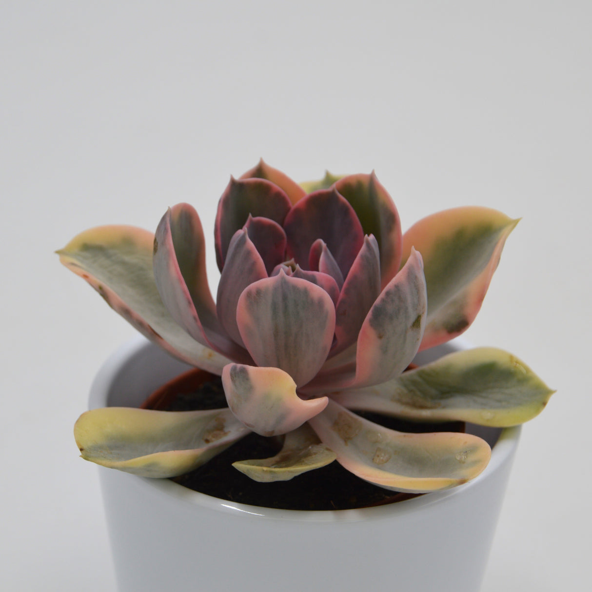 Echeveria Rainbow - 10,5cm