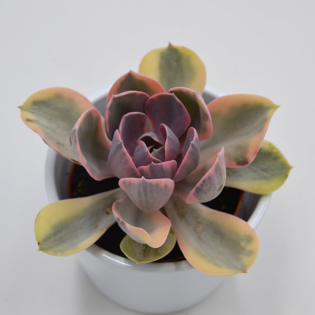 Echeveria Rainbow - 10,5cm