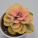 Echeveria Rainbow - 10,5cm