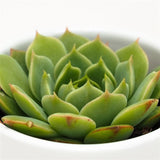 Echeveria Ramilette - 5.5cm