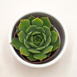 Echeveria Ramilette - 5.5cm