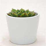 Echeveria Ramilette - 5,5cm