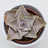 Echeveria rodolfi x botero - 8,5cm