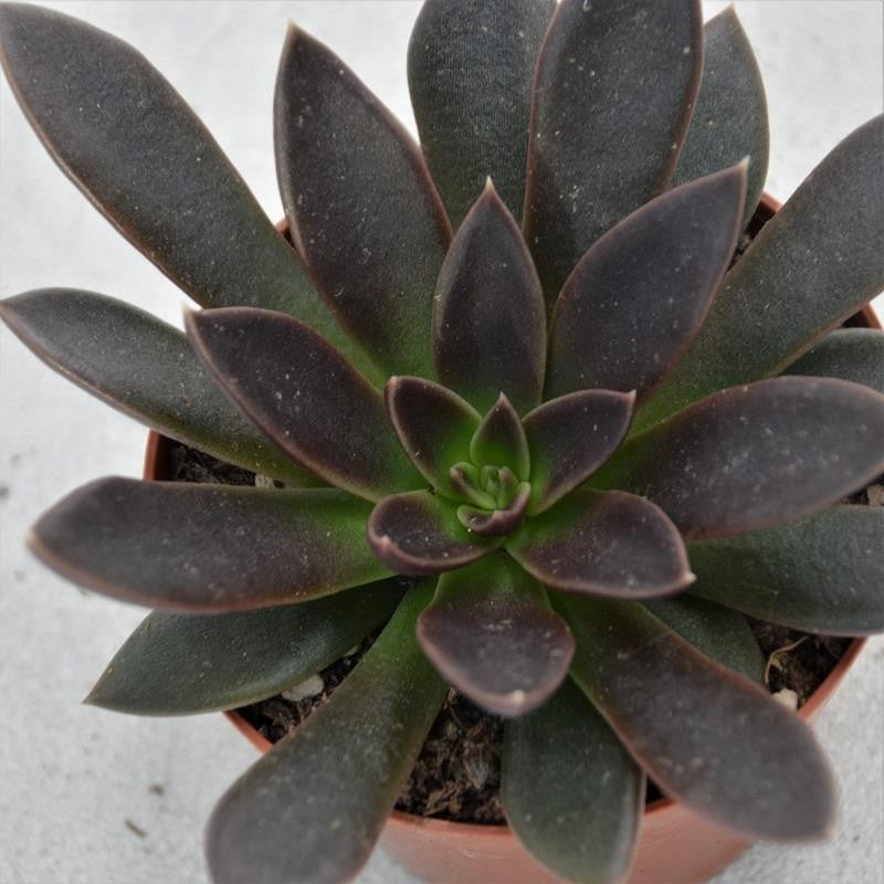 Echeveria Serrana - 8,5cm