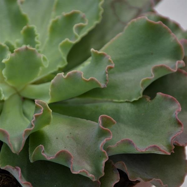 Echeveria shaviana Curly Locks - 15cm