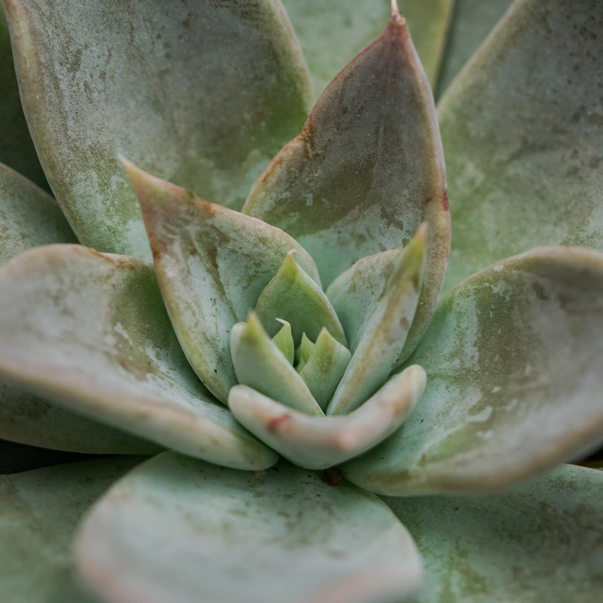 Echeveria Silver Queen - 8,5cm
