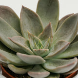 Echeveria Silver Queen - 8,5cm