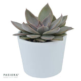 Echeveria Silver Queen - 6cm