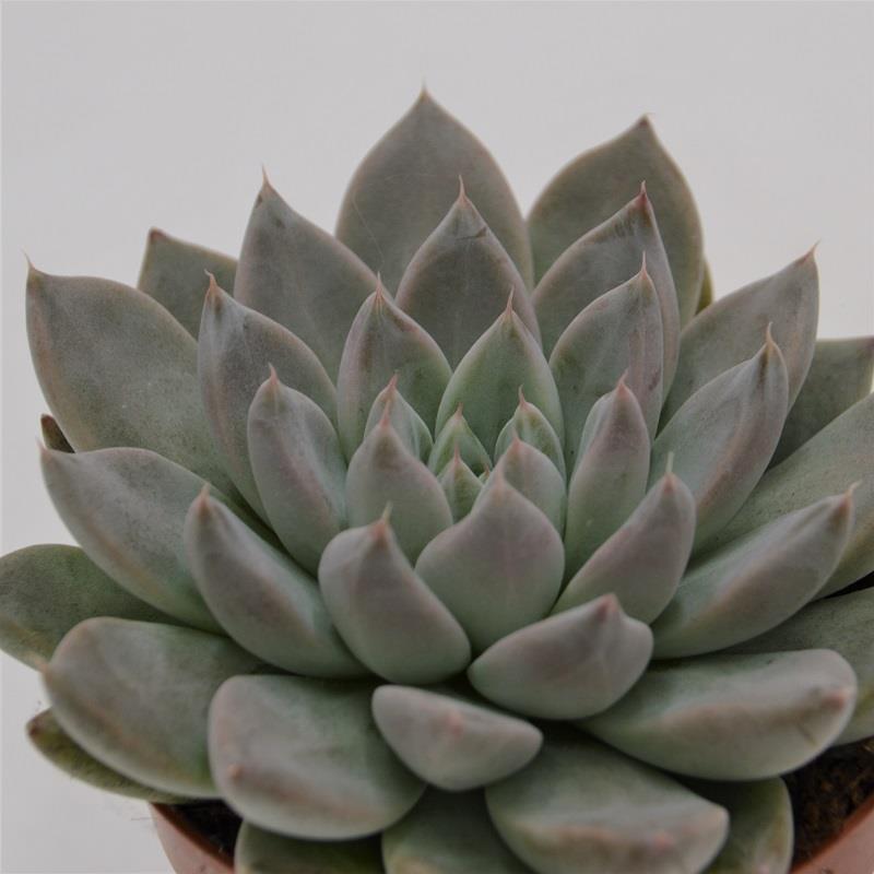 Echeveria tolimanensis Night Cloud - 8.5cm