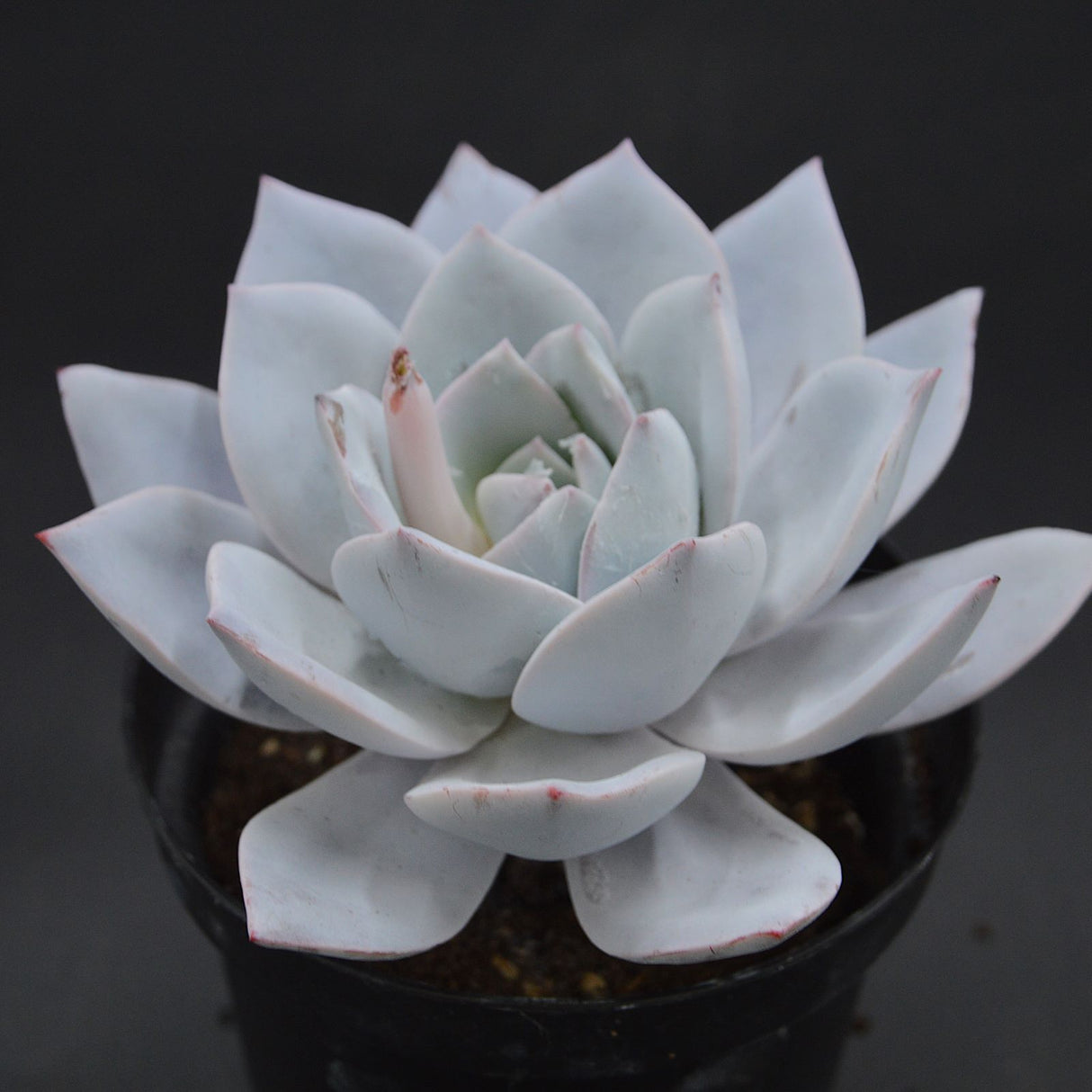 Echeveria strictiflora x laui