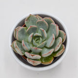 Echeveria Subcorymbosa Lau 026 - 5,5cm