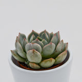 Echeveria Subcorymbosa Lau 026 - 5,5cm